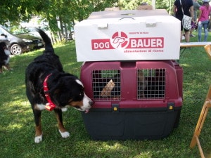 bovaro del bernese raduno grabber folgaria 2016 